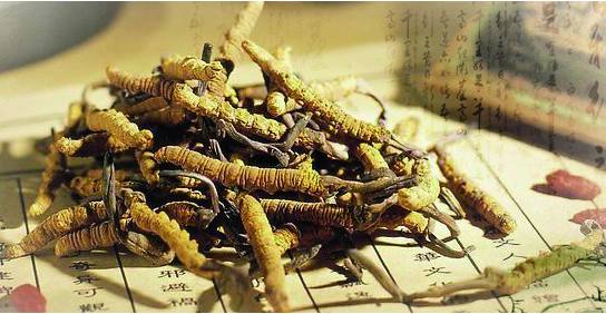 科普虫草形成过程视频,鲜虫草的科普视频