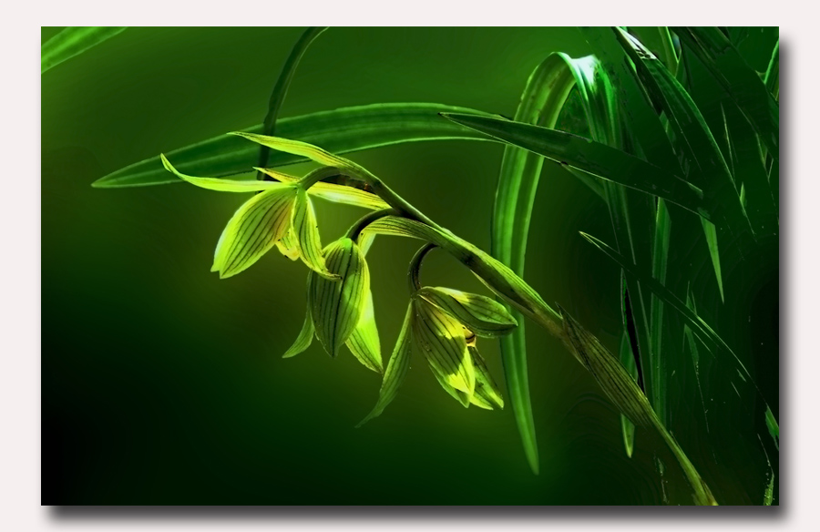 二十四番花信风视频诵读,小说二十四番花信风惊蛰