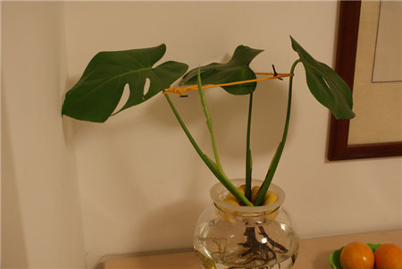 龟背竹出现烂根怎么办,龟背竹烂根的补救方法