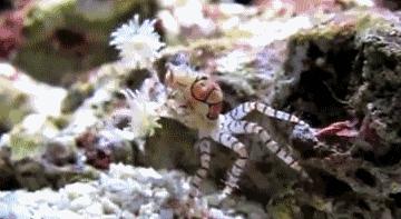 变性、伪装、雌雄同体--谁是微距世界的奇葩?