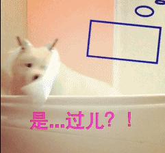 萨摩耶犬怎么辨别纯种,怎么判断萨摩耶是不是纯种