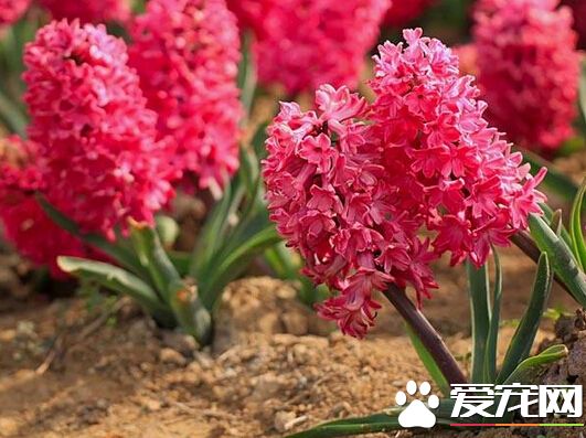 风信子根烂了怎么补救,风信子花期烂根怎么办