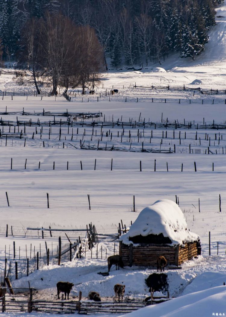 最新喀纳斯禾木视频,新疆喀纳斯禾木冬天视频