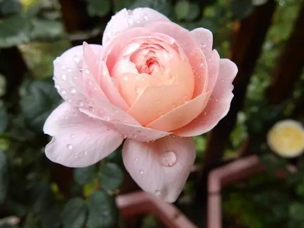 情人节假花蓝色妖姬,情人节卖荧光玫瑰