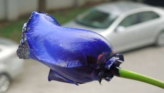 情人节蓝色妖姬好卖吗,情人节蓝色妖姬假花