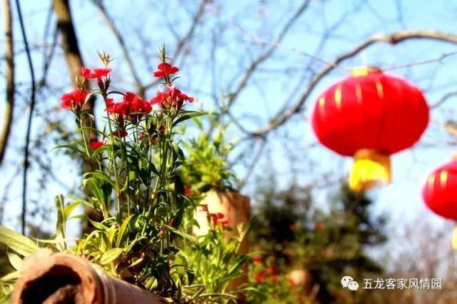 五一五龙客家风情园,五龙客家风情园免费游