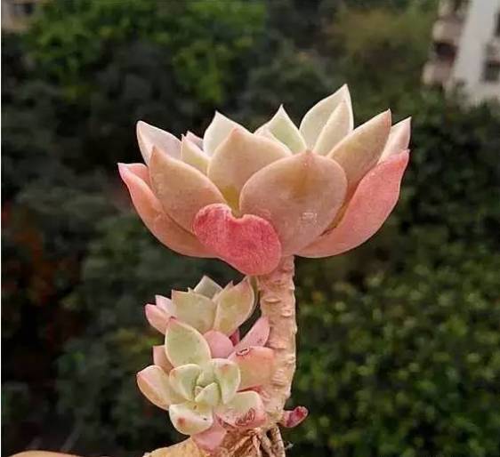 秀肉肉｜多肉老桩的5大形态，每一个我都爱！