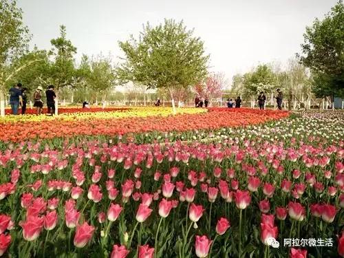 「原创阿拉尔」醉美郁金香