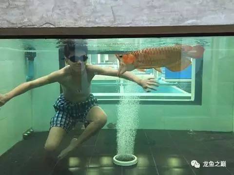 被龙鱼驱赶，哭！