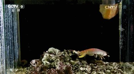 皮皮虾有多好吃,皮皮虾到底有啥好吃的