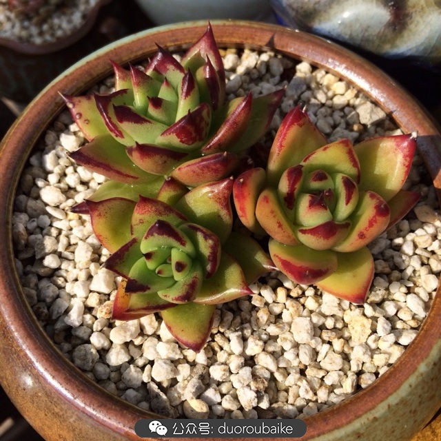 院子阳光房多肉,阳光房庭院多肉