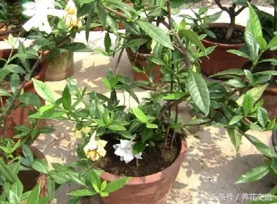 老农教我的7种枝条修剪，养的花年年开满一大盆