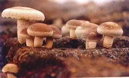 兰州特产必买十种便于送人携带,兰州特产美食排行榜前十名