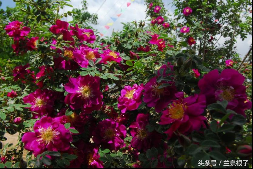 兰州苦水玫瑰,永登苦水玫瑰可以摘了吗