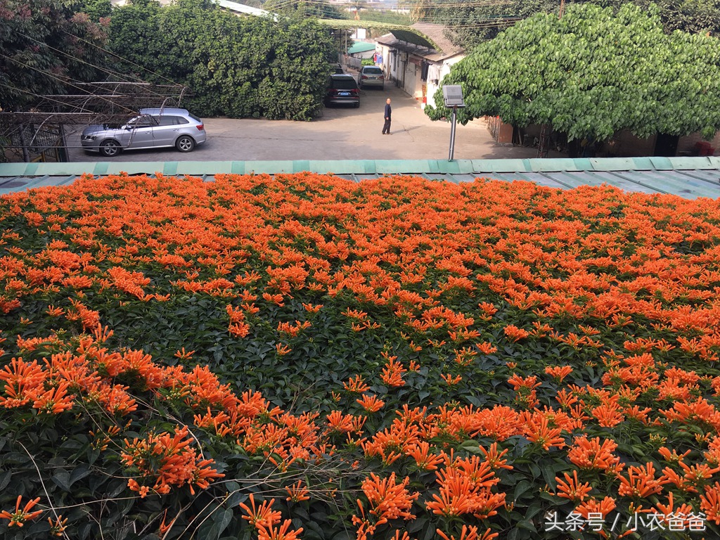 适合深圳种植的植物,深圳适合种植的植物