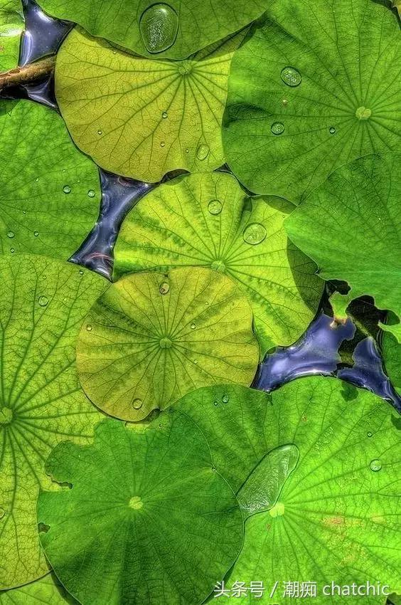 壁纸控喜欢的小清新,壁纸控原神篇