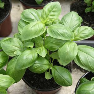 这几种祛风消肿的本草，你可知道？