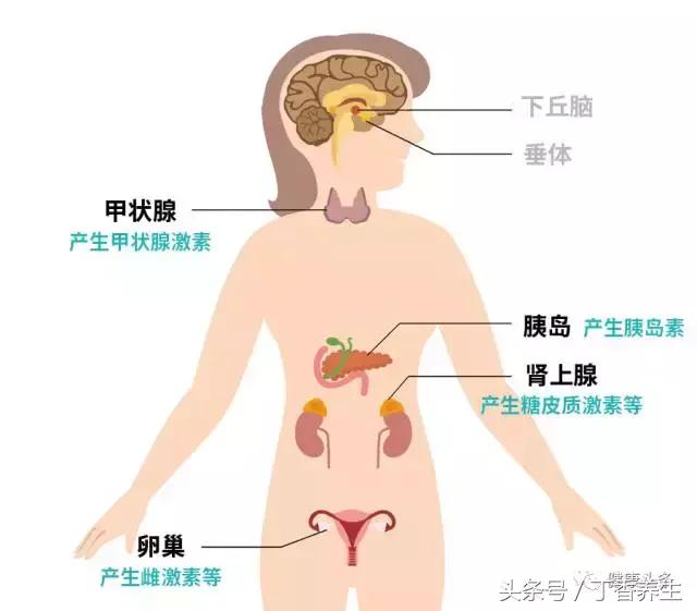 激素药用了一定会发胖吗,用了激素会长胖吗
