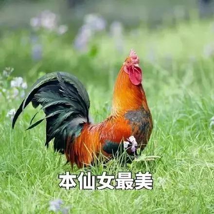 各大牌鸡年限定款,外国人对“鸡”有什么误会?