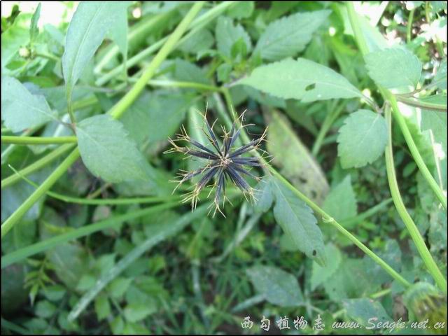 农村路边常见的中草药你认识几种,农村常见中草药盘点