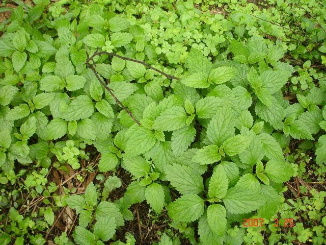 农村路边常见的中草药你认识几种,农村常见中草药盘点