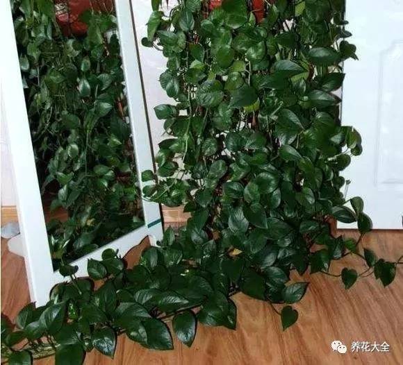 养花小技巧牡丹吊兰图解,绿萝吊兰怎么养成瀑布