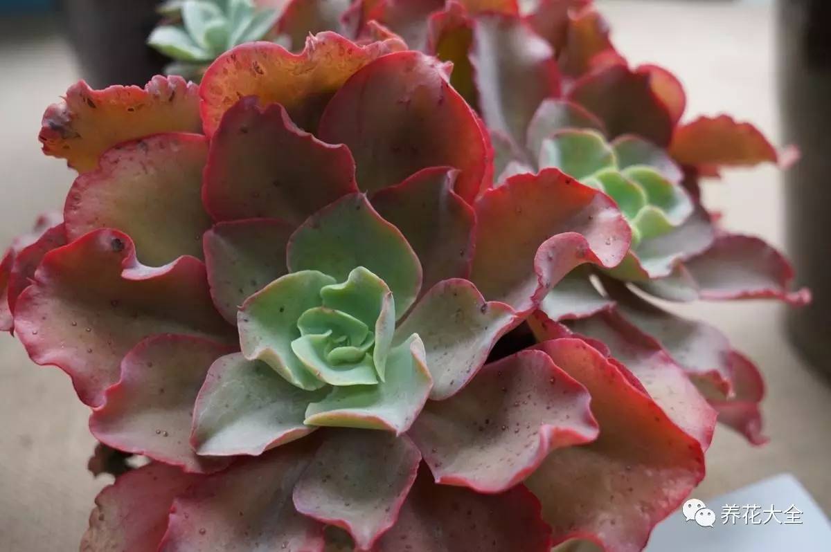 养花小技巧牡丹吊兰图解,绿萝吊兰怎么养成瀑布