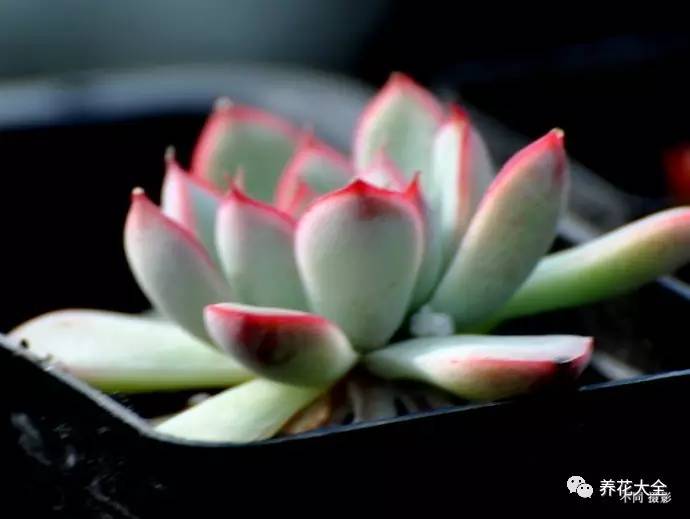 大多肉的养护技巧及注意事项,九种肉的问题