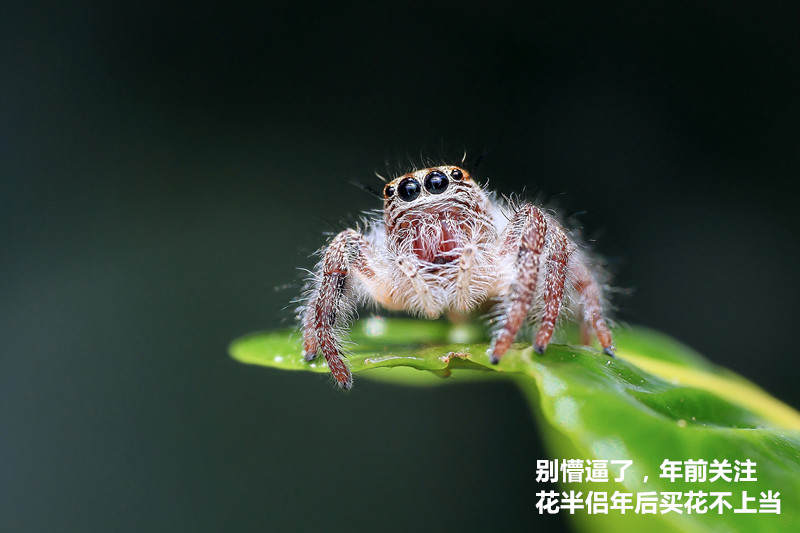 年宵花市探“鲜”记(一)之孤独的花大姐