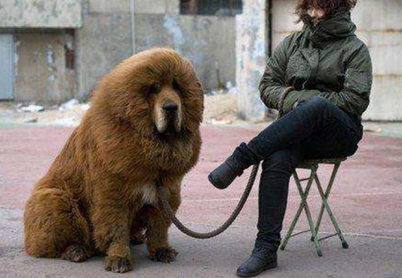 家有恶犬怎么训练狗狗,家有藏獒惹不起