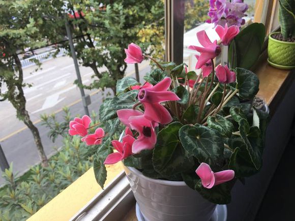 仙客来突然蔫了怎么救活,仙客来萎蔫球腐烂