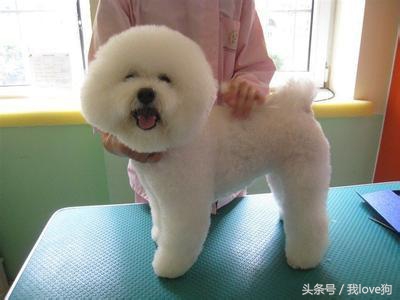 狗狗做美容时很听话的原因是这个？