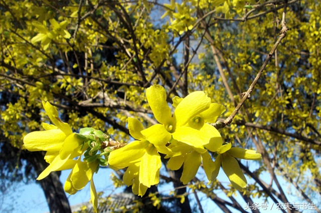 立春晴好种田有什么说法,农村俗语立春无雨是丰年