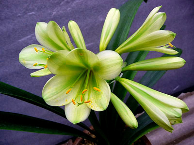 君子兰养护开花的5个诀窍,君子兰多开花做好5件事