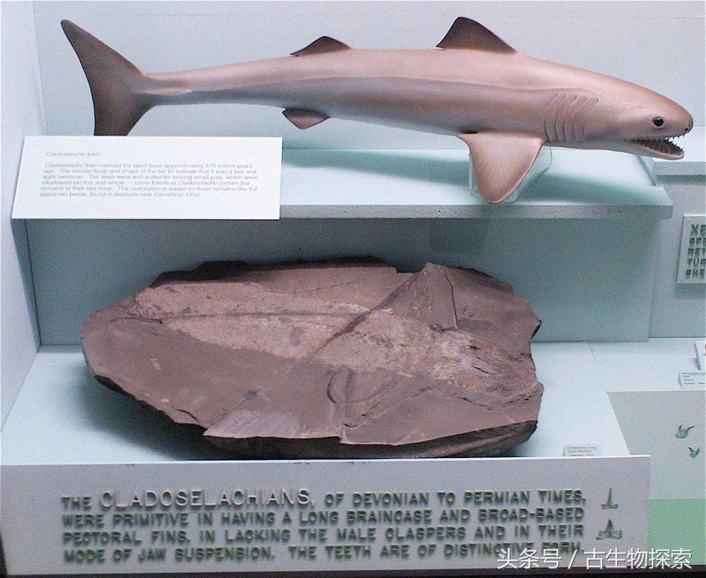 裂口鲨视频,裂口鲨完整视频