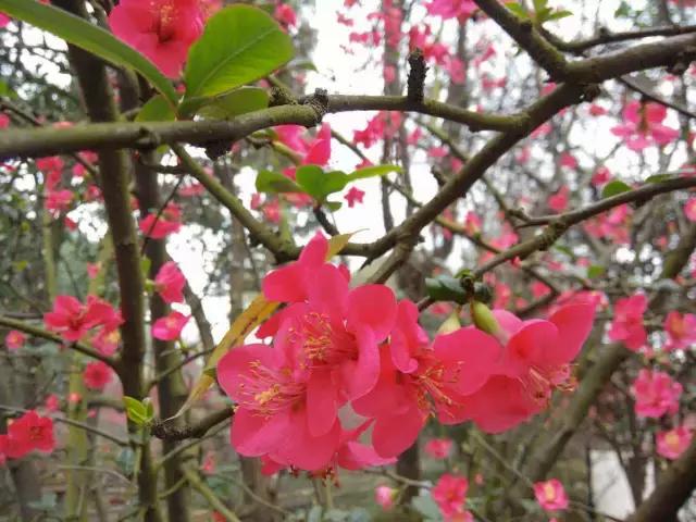 鑺辨捣閲嶇鏉ヨ,鑺辨捣鏉ヨ