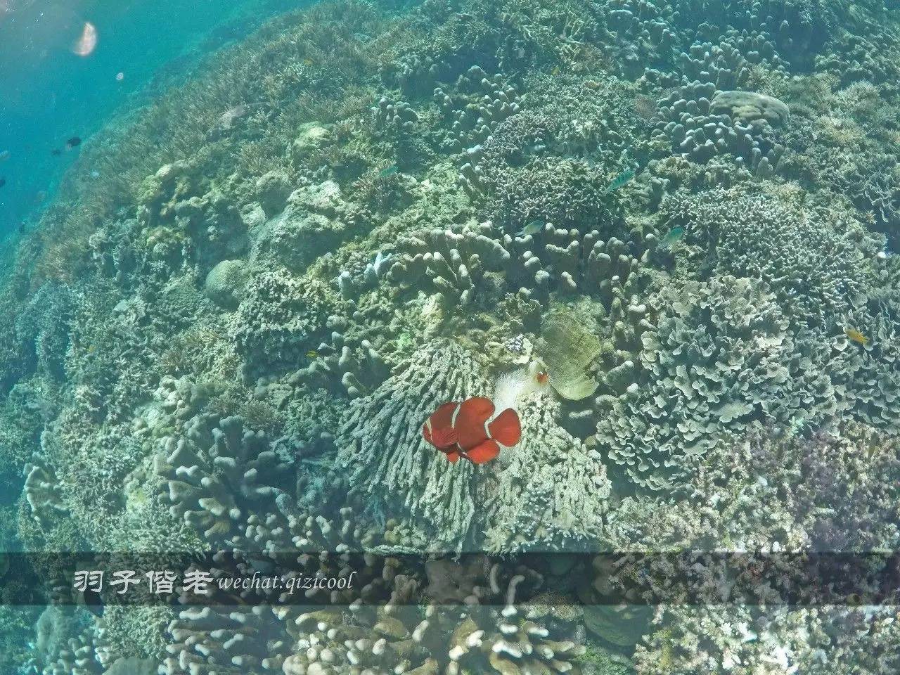 美娜多海岛一日游,印尼美娜多跟团游