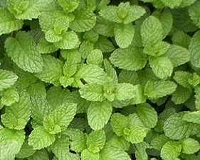 农村长在地里的中药,长在田埂上的中药