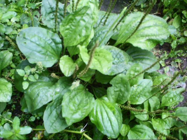 农村路边常见的中草药你认识几种,农村常见中草药盘点