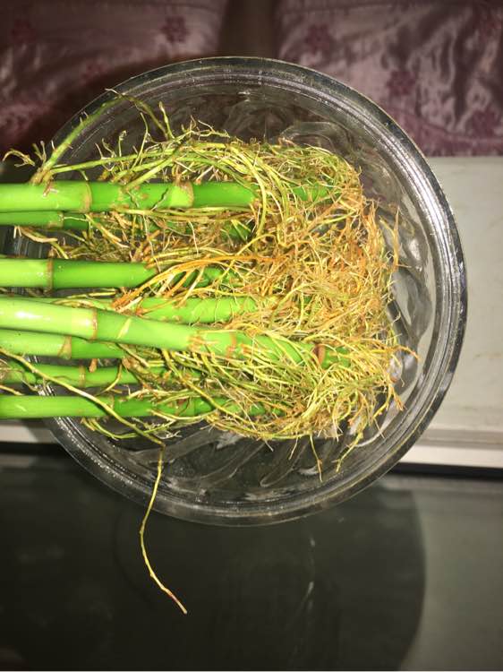 家里养的富贵竹叶子黄了怎么办,家里种的富贵竹叶子黄了怎么办