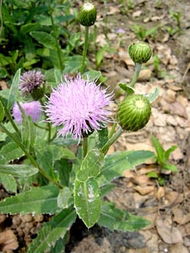 农村长在地里的中药,长在田埂上的中药