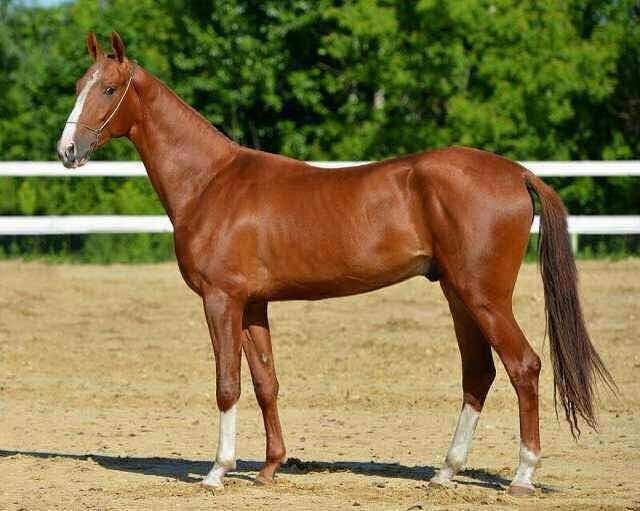 外国真品汗血宝马,汗血宝马多少钱一匹在美国