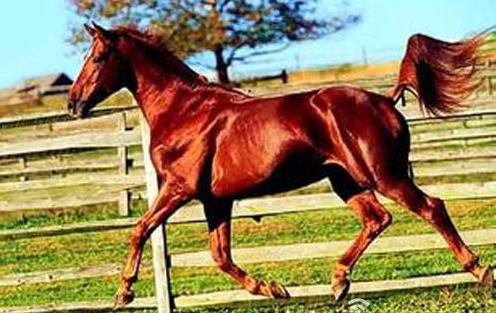 外国真品汗血宝马,汗血宝马多少钱一匹在美国