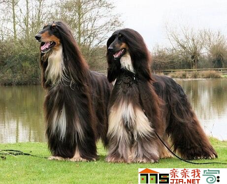 纯黑狗狗品种大全,狗狗品种大全智商排名