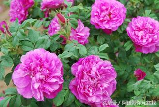 网购的小玫瑰盆栽能养活吗,网购收到玫瑰盆栽记得这样操作