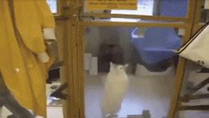 最怂的猫可能是只假猫,一动不动还以为是假猫