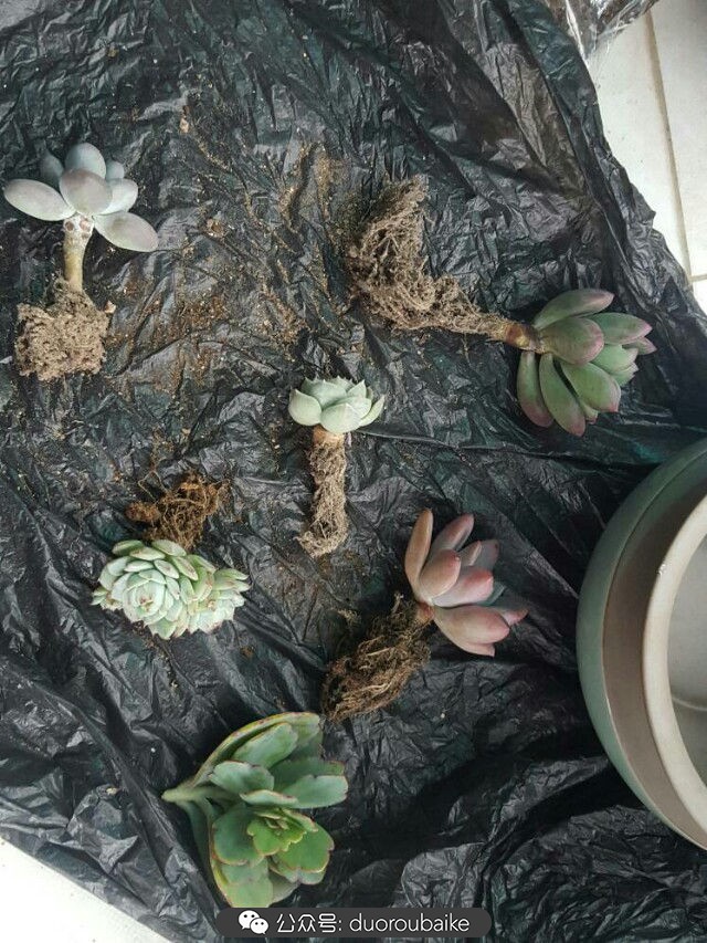 养多肉的基本常识和技巧,养多肉的正确方法讲解