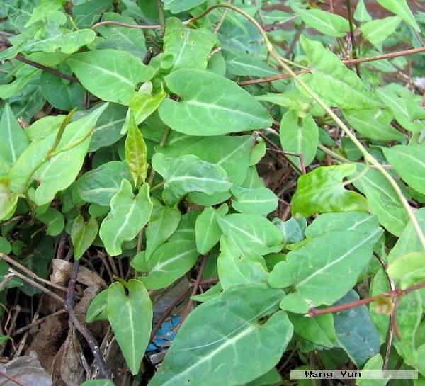 农村路边常见的中草药你认识几种,农村常见中草药盘点