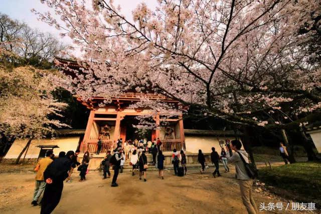 你知道樱花最多的地方在哪,你知道樱花的花期有多长吗