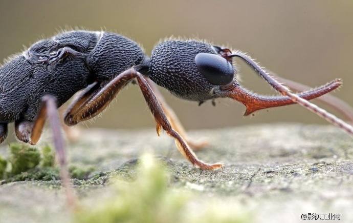 超级微距35倍,能用软件实现超级微距吗